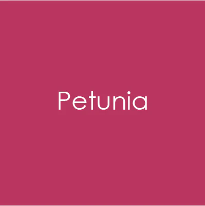photo of Gina K Designs Petunia Cardstock